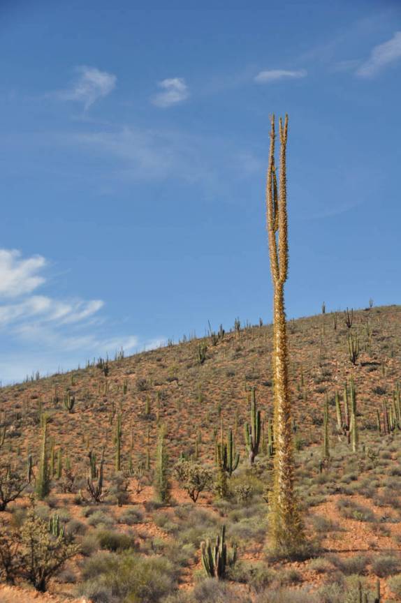 Uma estranha planta muito comum nos desertos da Baja California - México